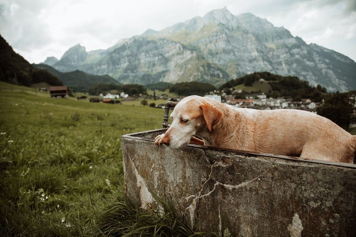 Urlaub mit Hund in der Schweiz – go4vet