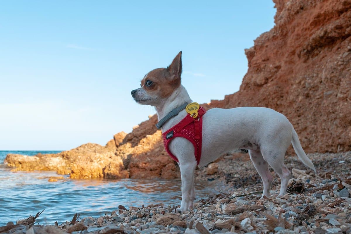 Urlaub mit Hund in Spanien – go4vet