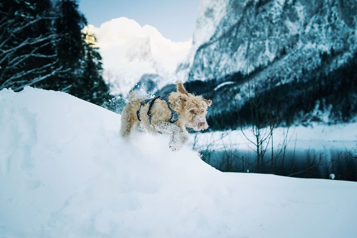 Mit Hund in der Steiermark – go4vet