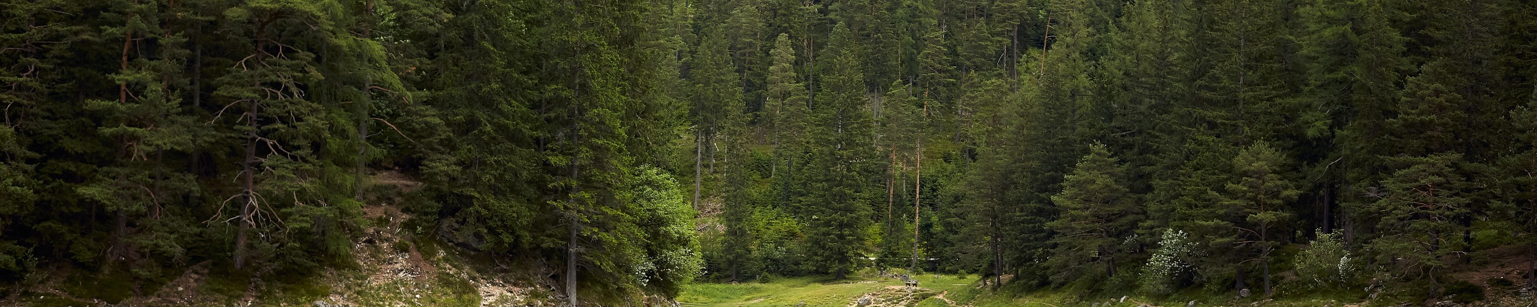 Mit Hund in der Steiermark