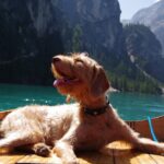 Mit Hund in Südtirol: Berge, Almen und Seen