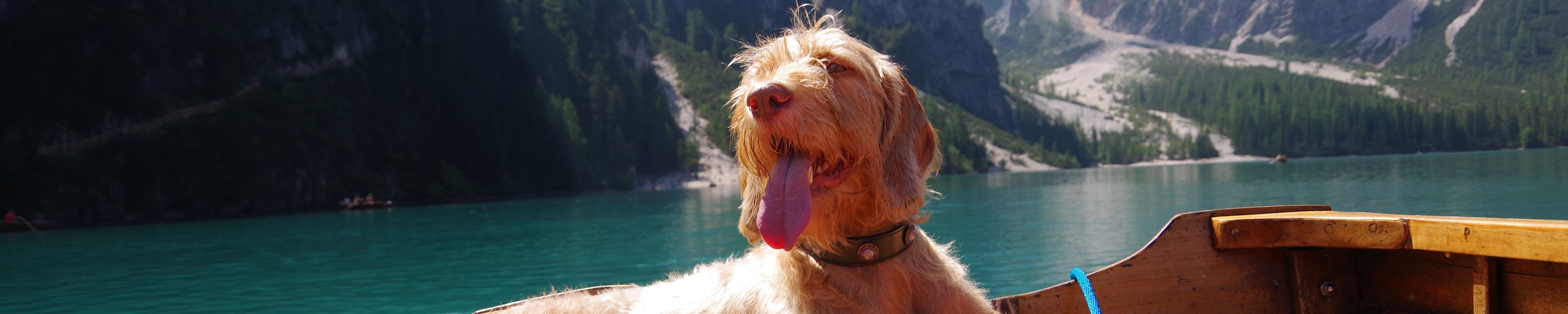 Mit Hund in Tirol: Urlaub in den Alpen