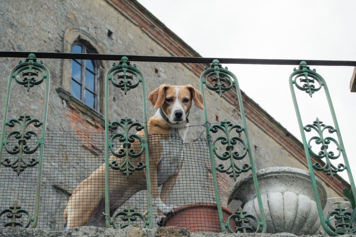 Mit Hund in die Toskana – go4vet