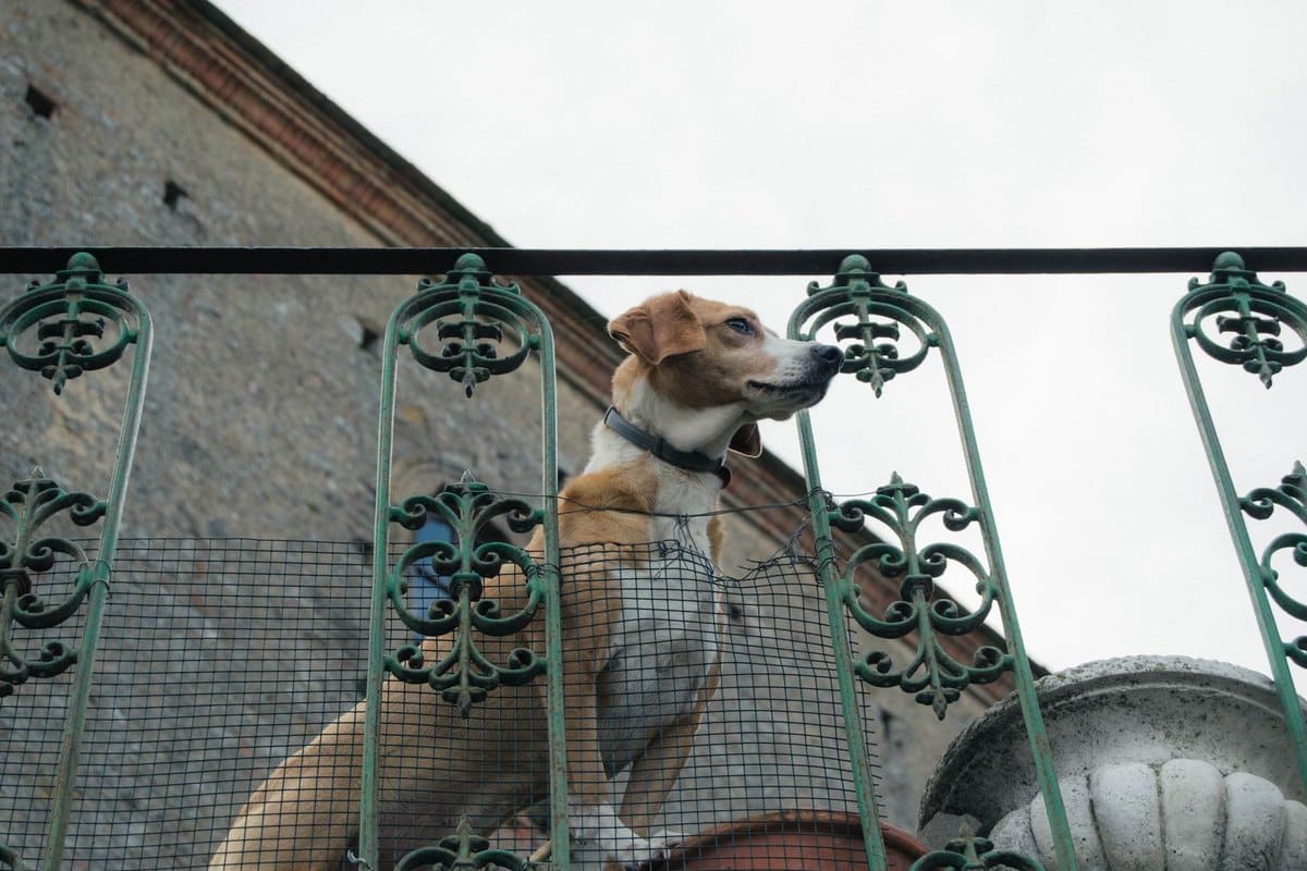 Mit Hund in die Toskana – go4vet
