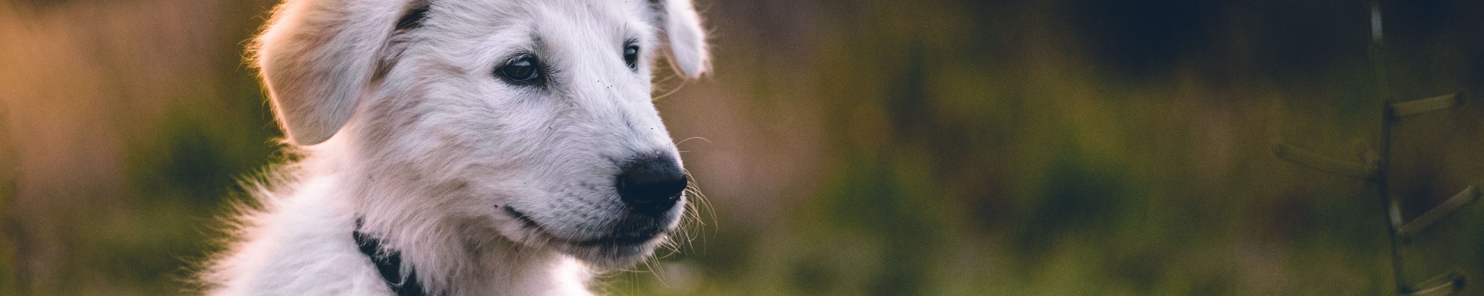 Mit Hund in die Toskana