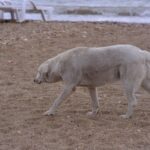 Urlaub mit Hund in der Türkei