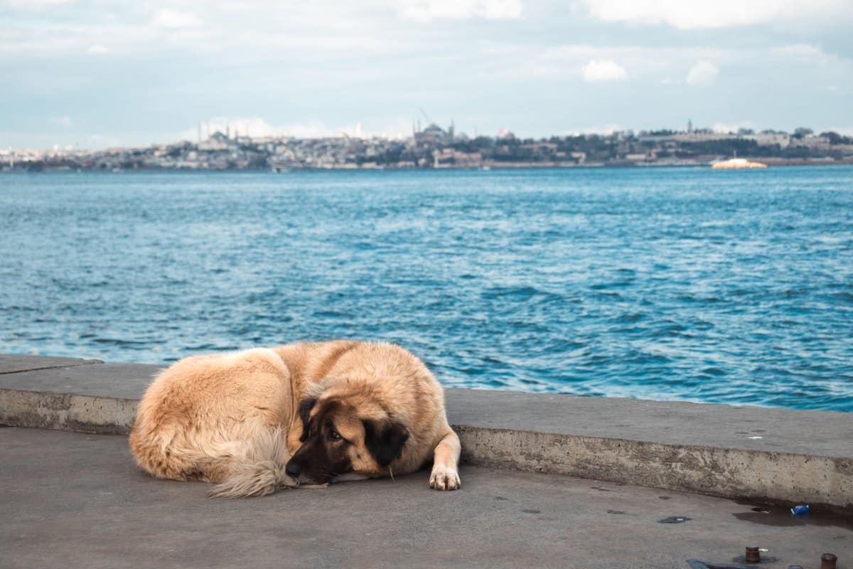 Urlaub mit Hund in der Türkei – go4vet