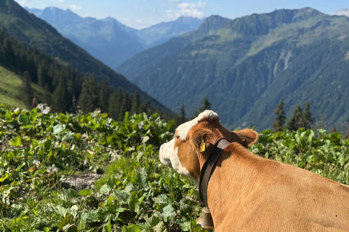 Urlaub mit Hund in Vorarlberg: Bregenzerwald, Montafon und B – go4vet