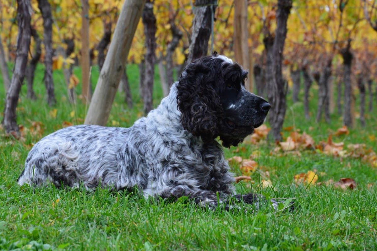 Mit Hund durch die Wachau: Donautal, Weinorte und Donauradwe – go4vet