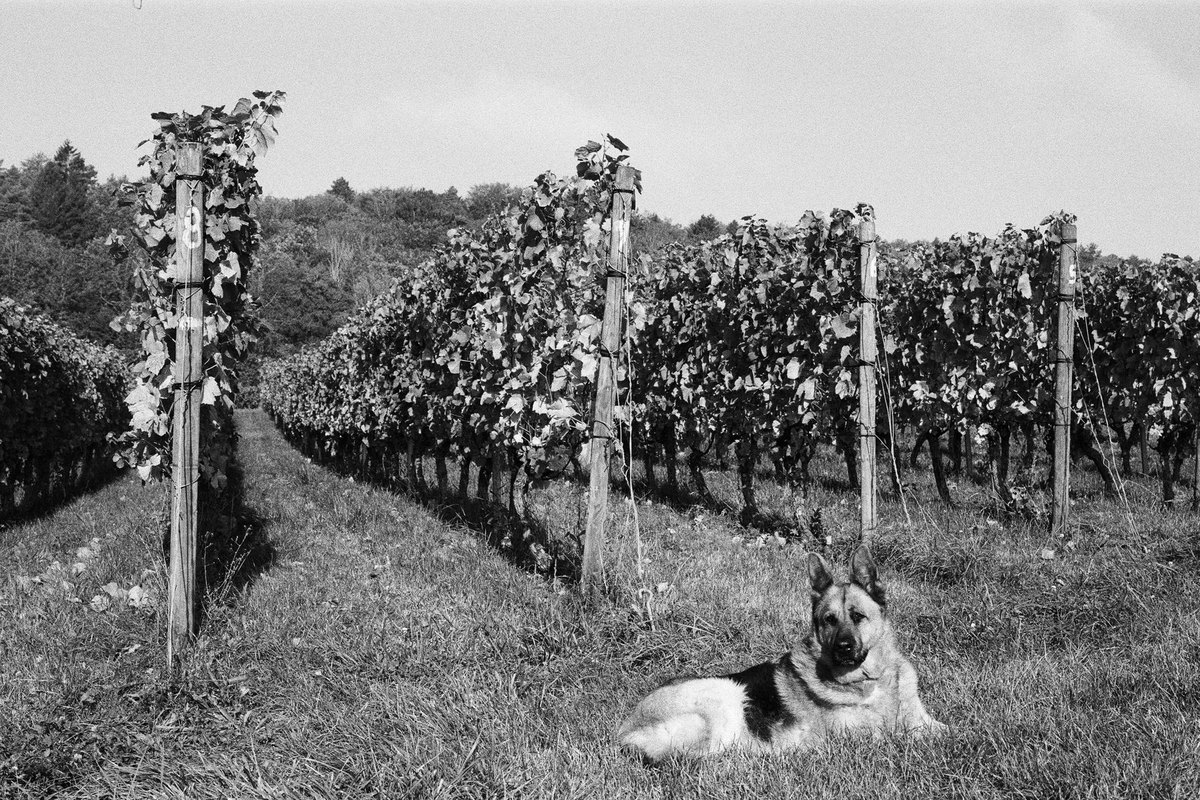 Mit Hund durch die Wachau: Donautal, Weinorte und Donauradwe – go4vet