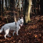 Mit Hund im Waldviertel: Wälder, Teiche und Ruhe