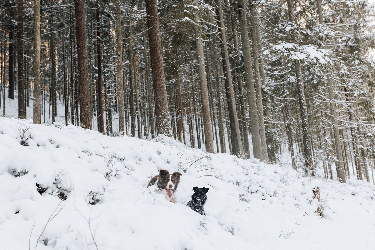 Mit Hund im Waldviertel: Wälder, Teiche und Ruhe – go4vet