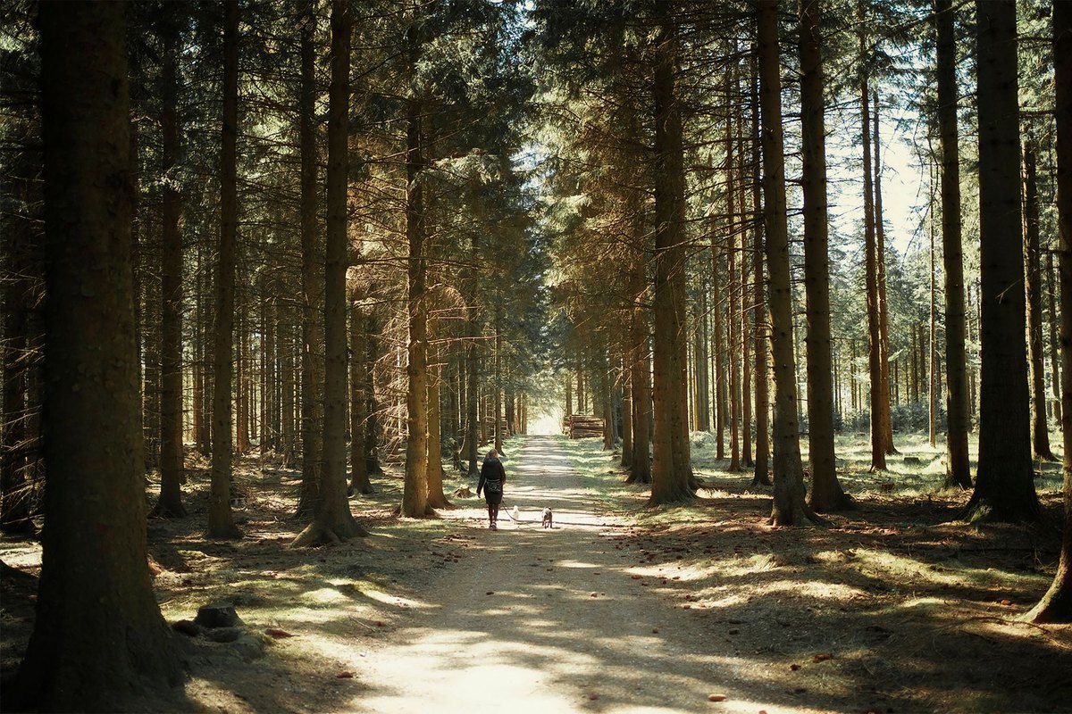 Mit Hund im Waldviertel: Wälder, Teiche und Ruhe – go4vet