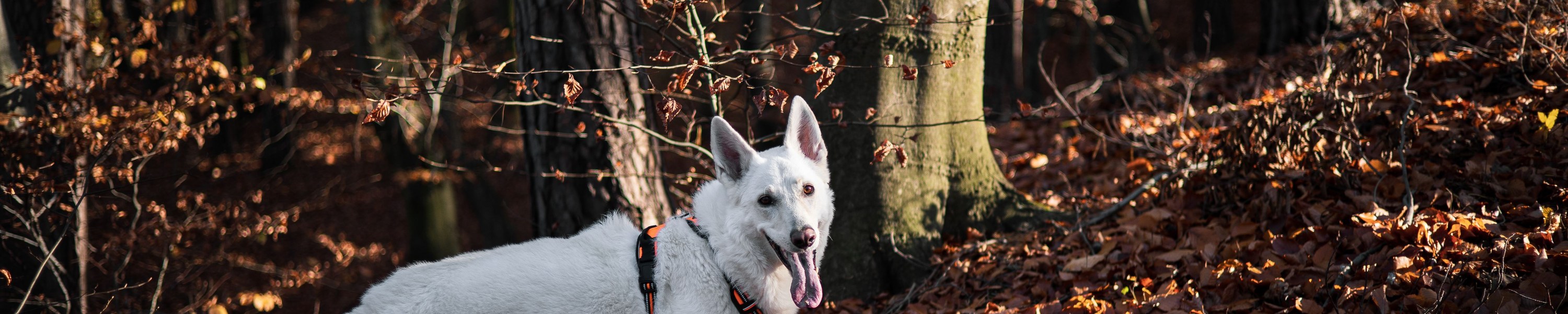 Mit Hund im Waldviertel: Wälder, Teiche und Ruhe