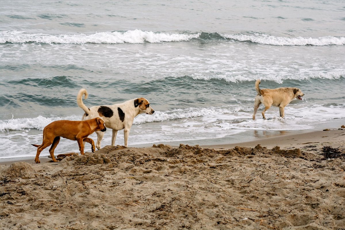 Urlaub mit Hund auf Zypern – go4vet