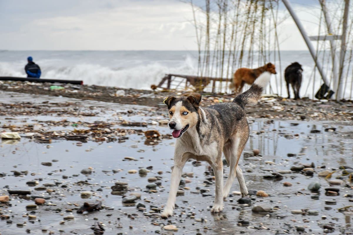 Urlaub mit Hund auf Zypern – go4vet