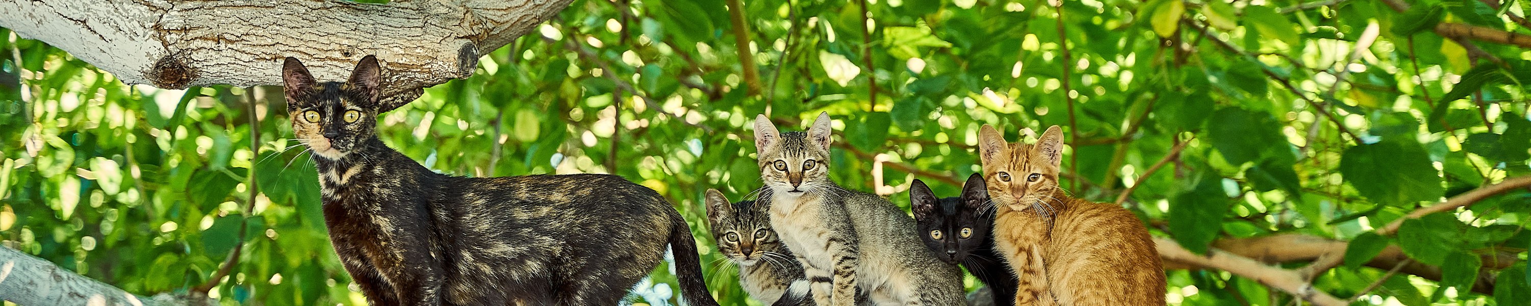 Verdauungsprobleme bei der Katze