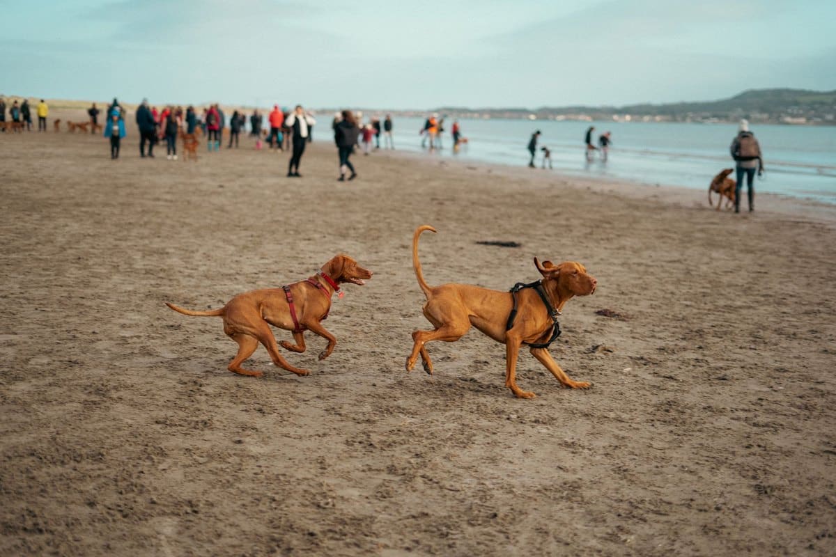 Verdauungsprobleme beim Hund – go4vet