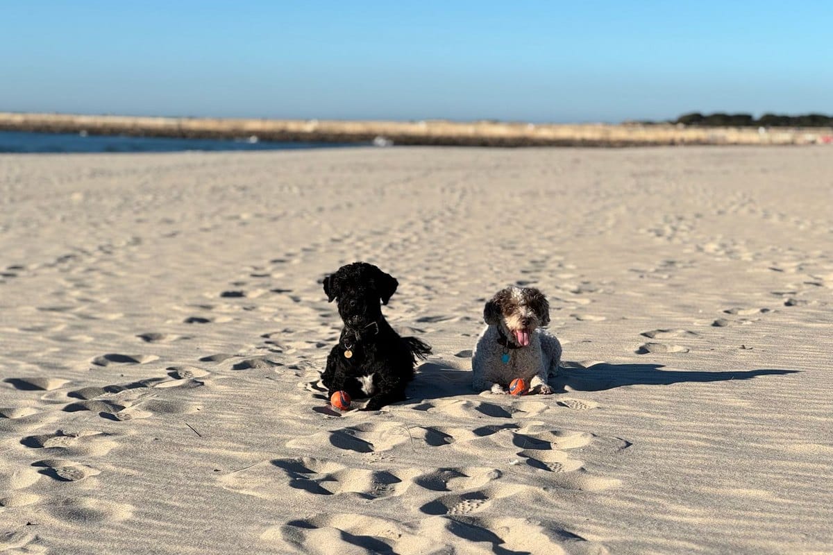 Verdauungsprobleme beim Hund – go4vet