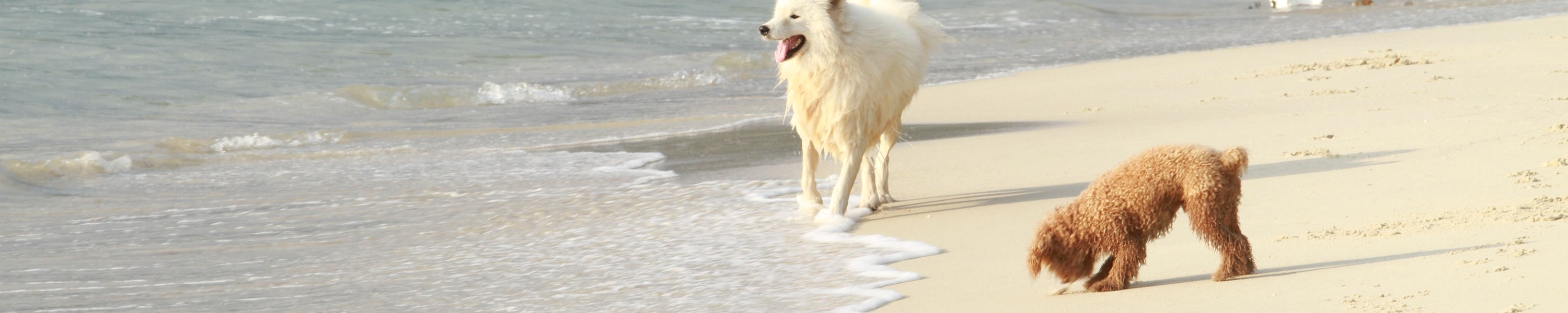 Verdauungsprobleme beim Hund