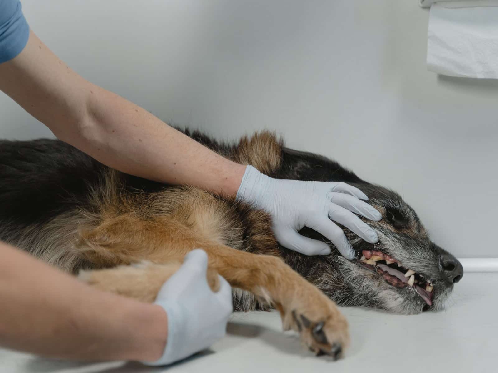 Vergiftung beim Hund: Symptome erkennen & sofort handeln