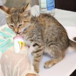 Vergiftung bei der Katze: Symptome, Sofortmaßnahmen und Notruf
