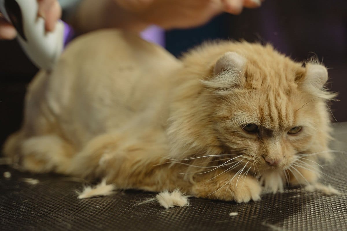 Vergiftung bei der Katze: Symptome, Sofortmaßnahmen und Notr – go4vet