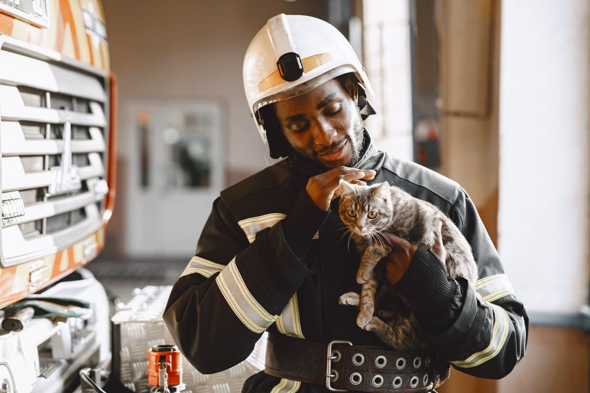 Vergiftung bei der Katze: Symptome, Sofortmaßnahmen und Notr – go4vet