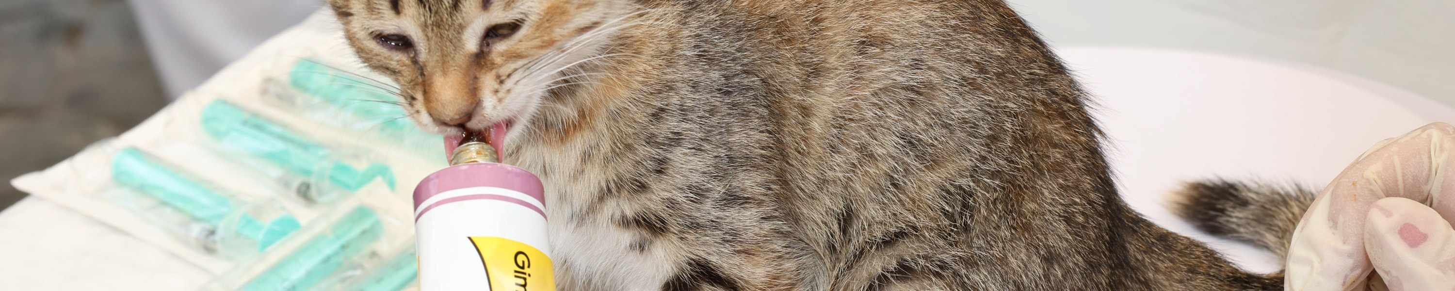 Vergiftung bei der Katze: Symptome, Sofortmaßnahmen und Notruf