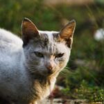 Verstopfte Talgdrüsen Katze