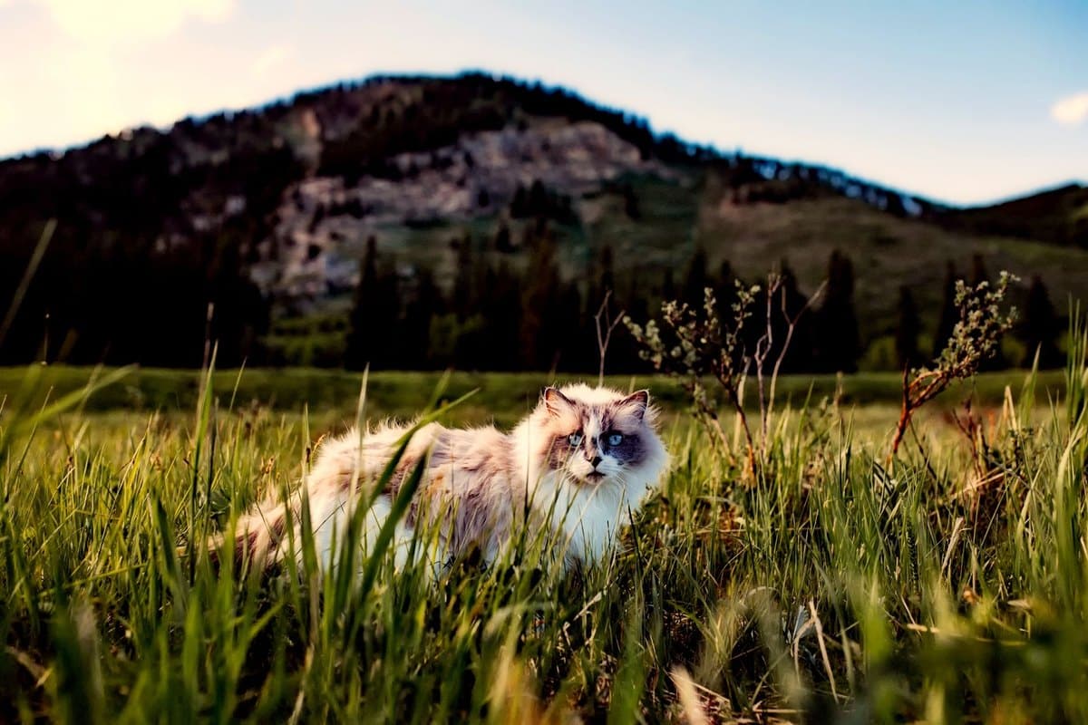 Verstopfte Talgdrüsen Katze – go4vet