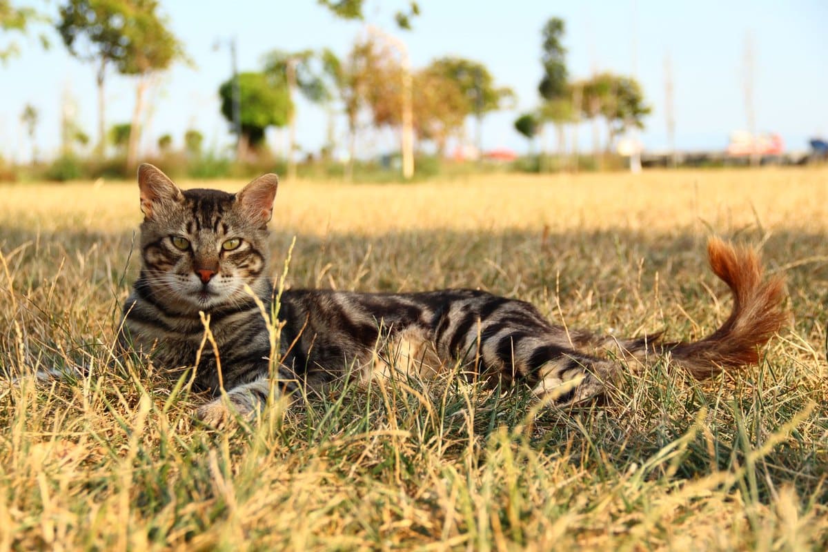 Verstopfte Talgdrüsen Katze – go4vet