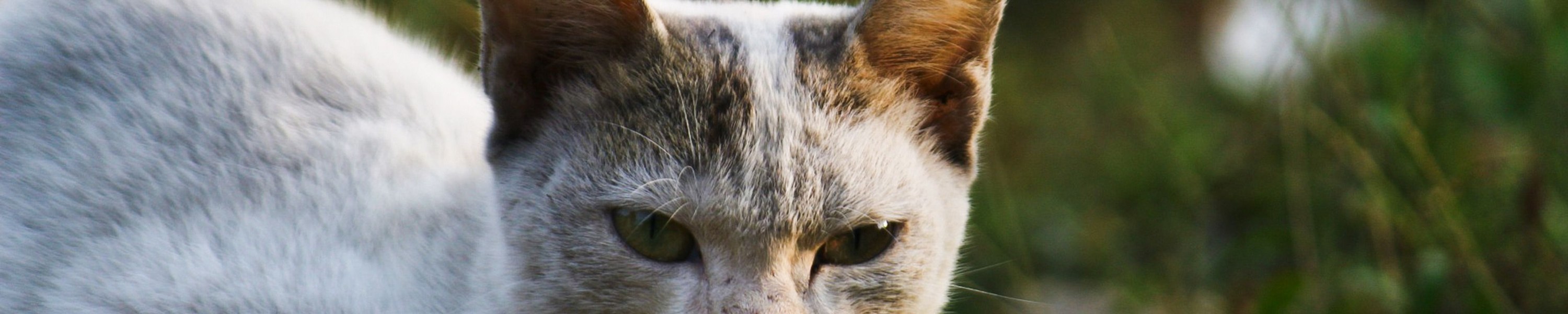 Verstopfte Talgdrüsen Katze