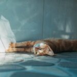 Verstopfung bei Katzen