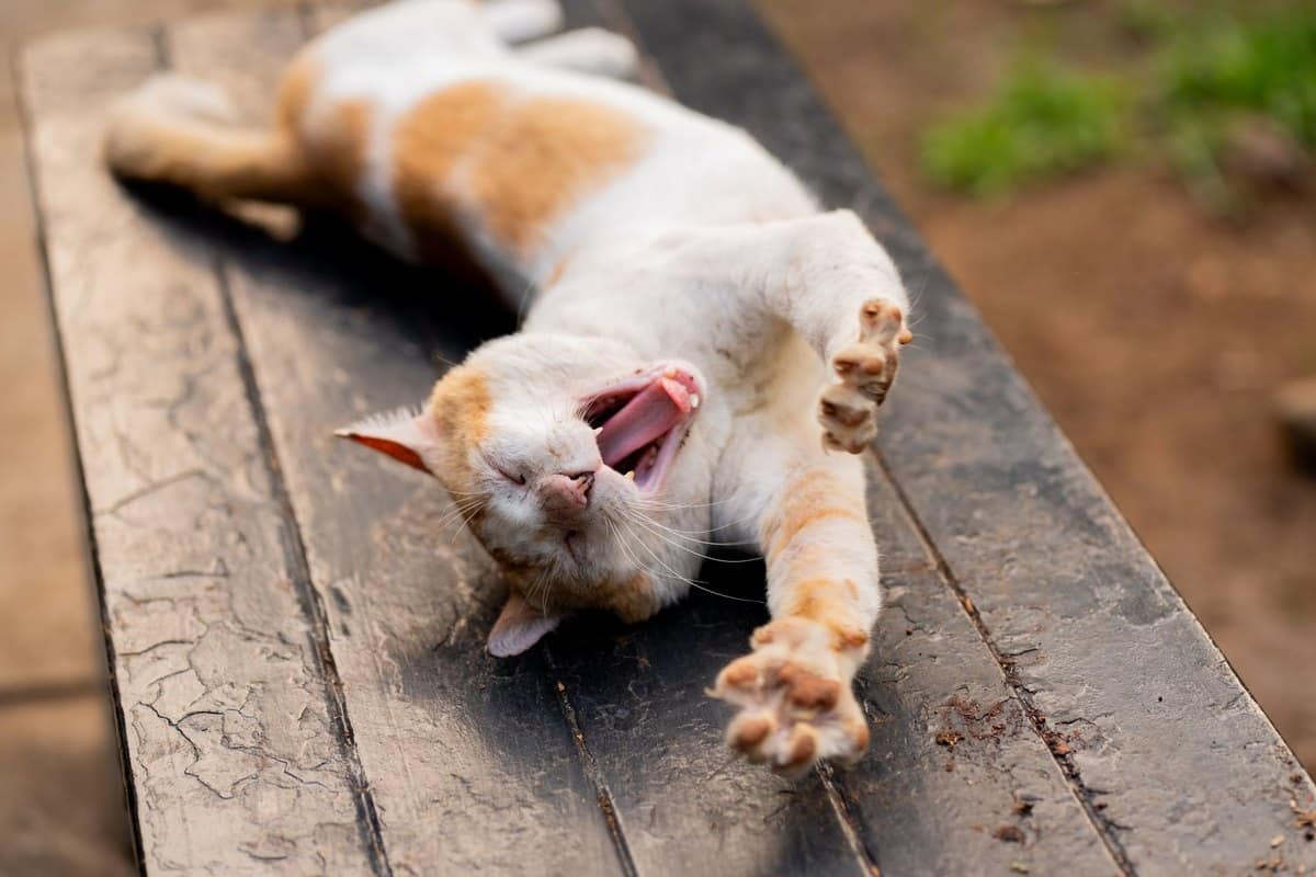 Verstopfung bei Katzen – go4vet