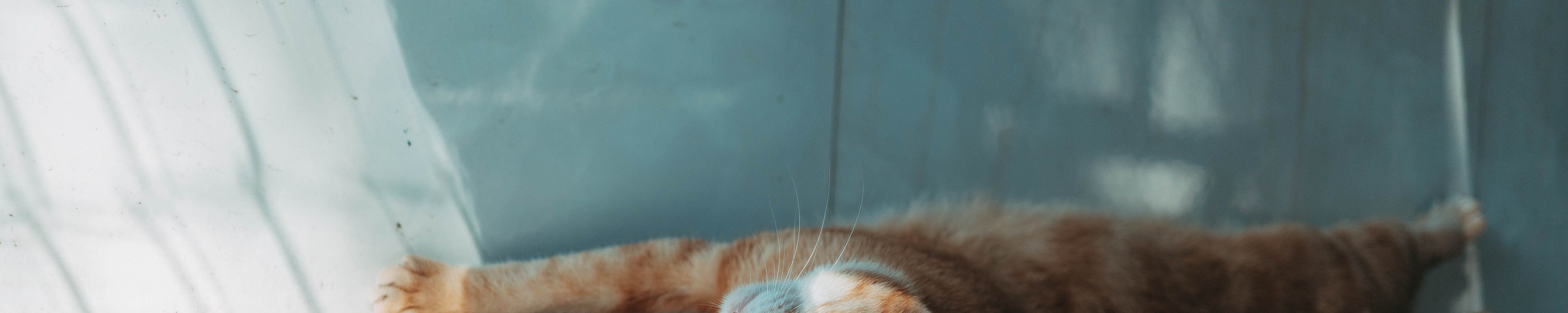 Verstopfung bei Katzen