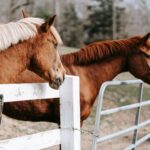 Vertrauen aufbauen zum Pferd: Übungen, Tipps, Fehler