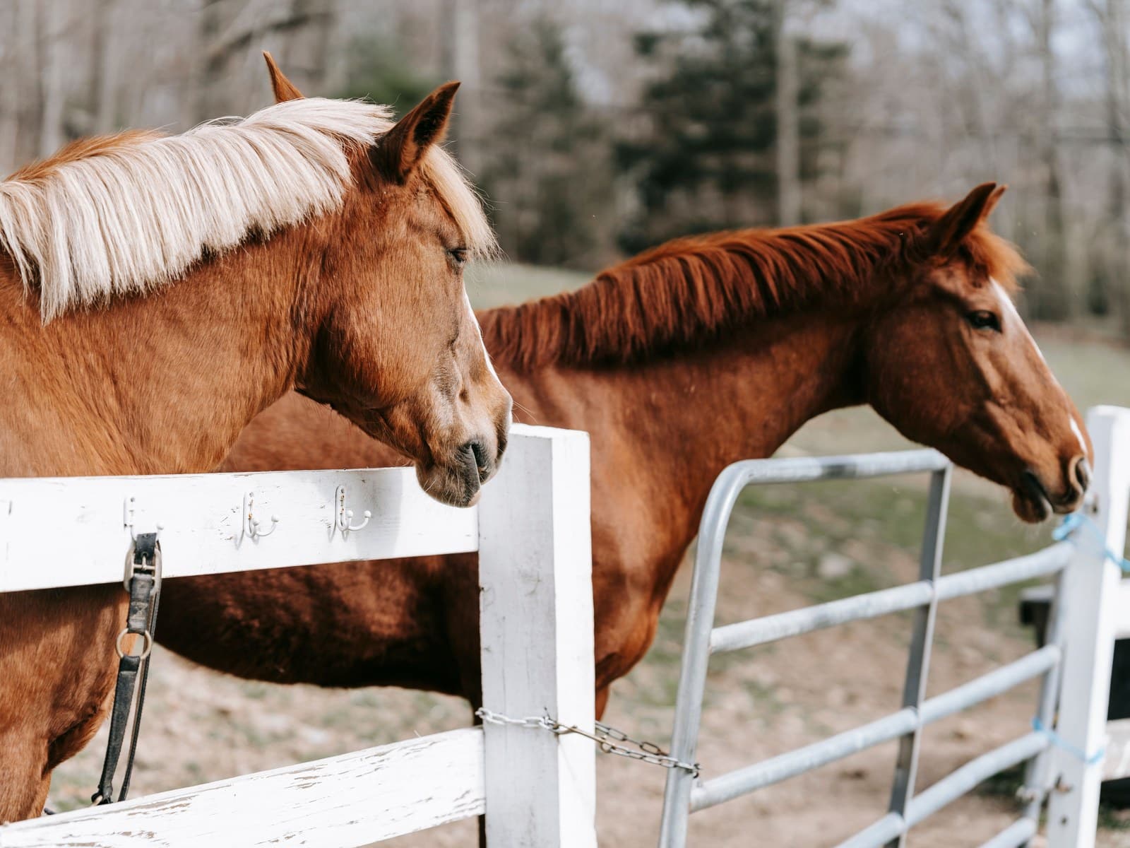 Vertrauen aufbauen zum Pferd: Übungen, Tipps, Fehler