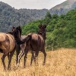Vitamin E beim Pferd: Bedarf, Mangel und Supplementierung