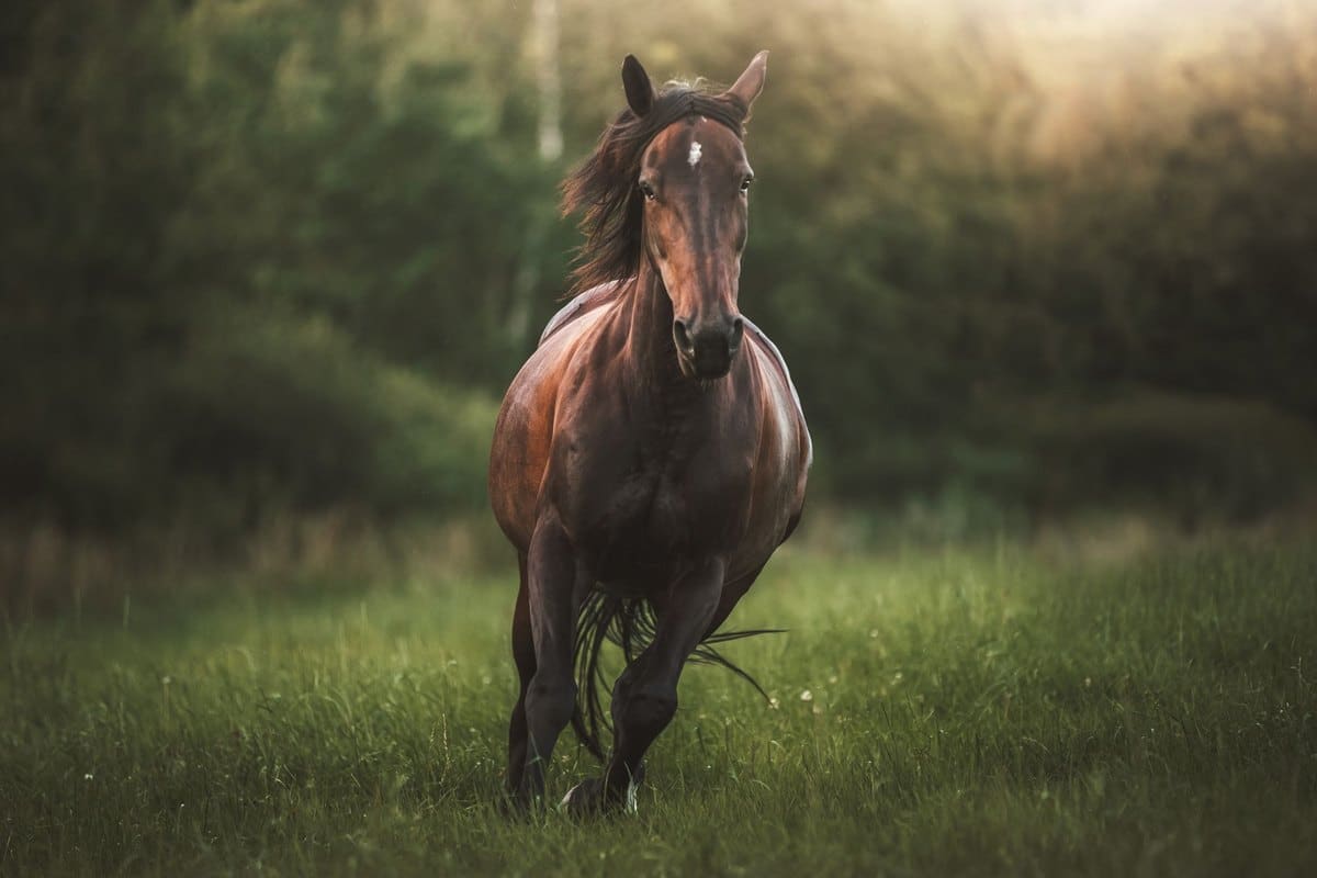 Vitamine beim Pferd: Bedarf, Mangel, Supplementierung – go4vet