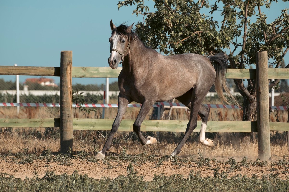 Vitamine beim Pferd: Bedarf, Mangel, Supplementierung – go4vet