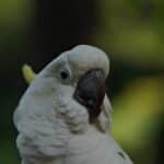 Vogelkunde beim Tierarzt: Was kosten Untersuchung & Behandlung?