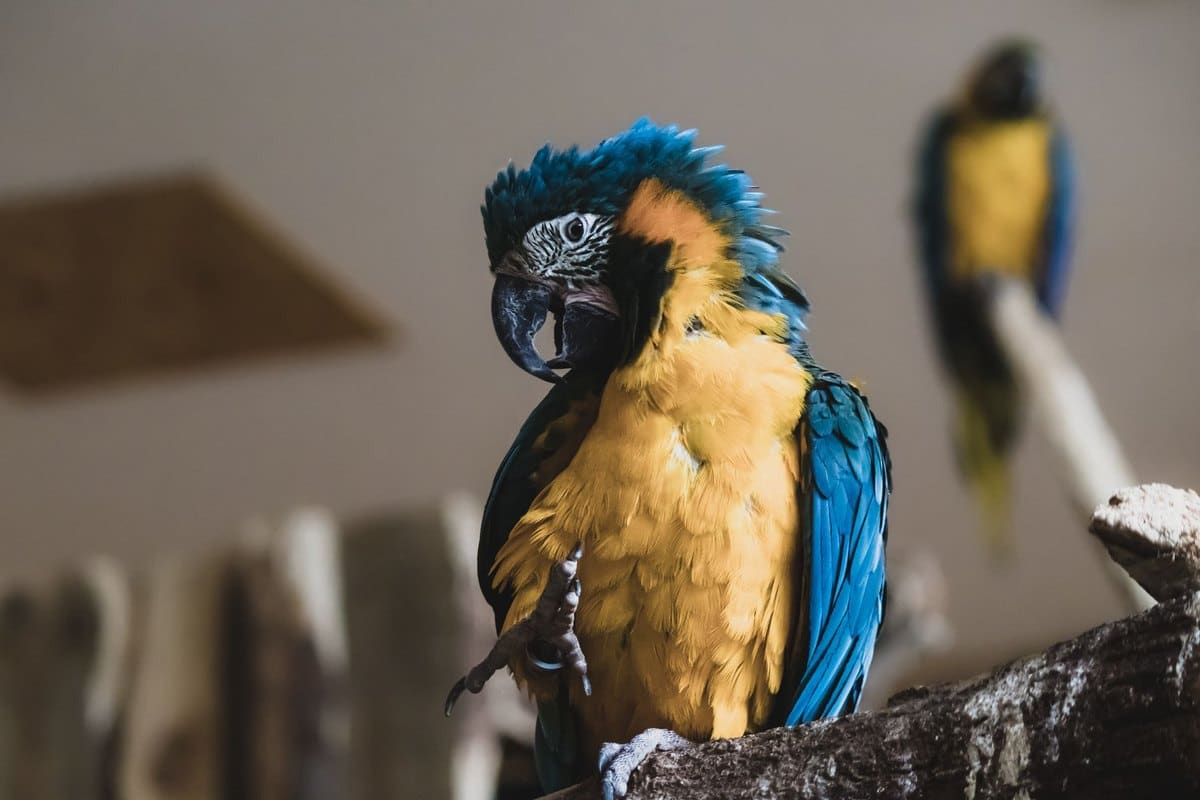 Vogelkunde beim Tierarzt: Was kosten Untersuchung & Behandlu – go4vet