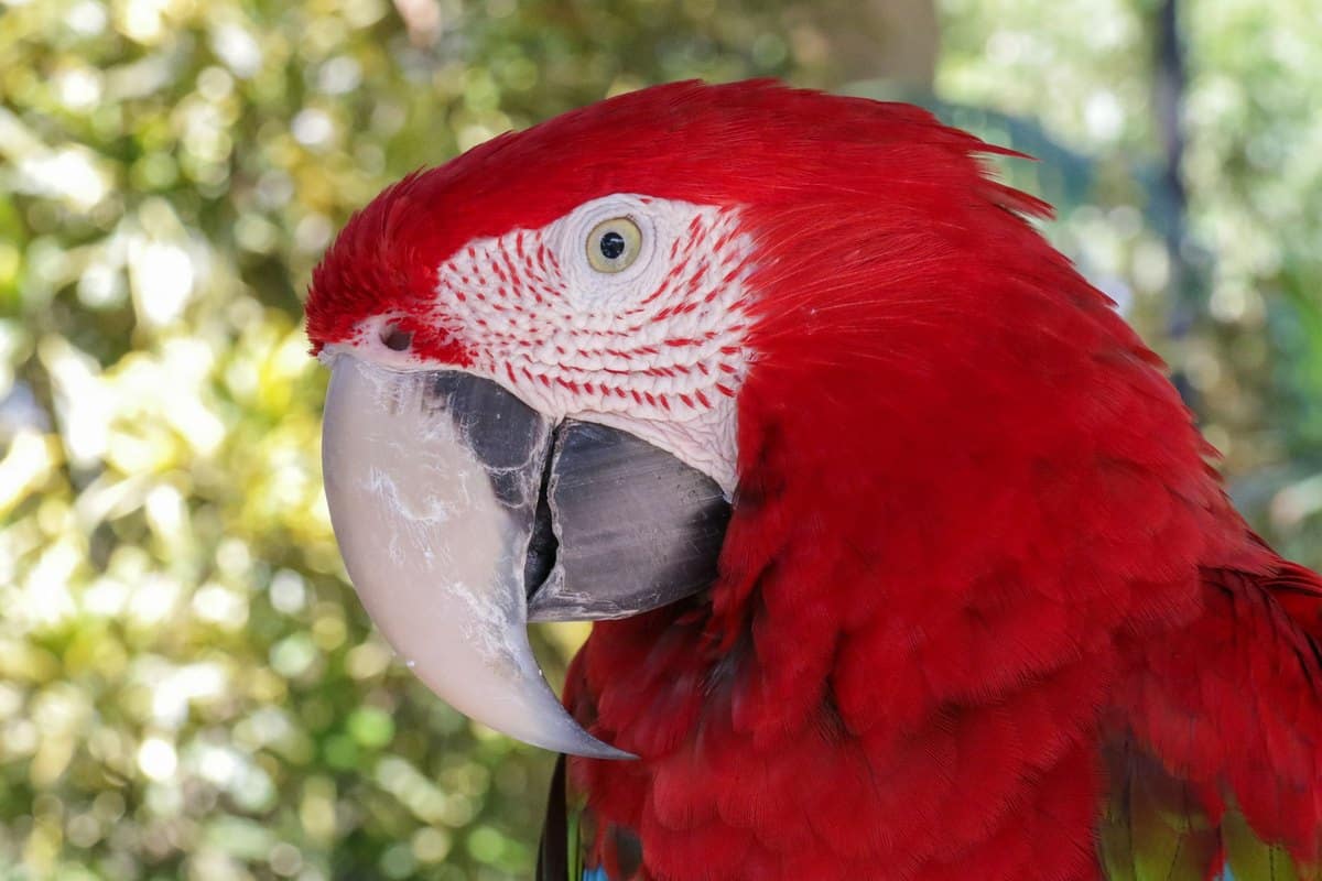 Vogelkunde beim Tierarzt: Was kosten Untersuchung & Behandlu – go4vet