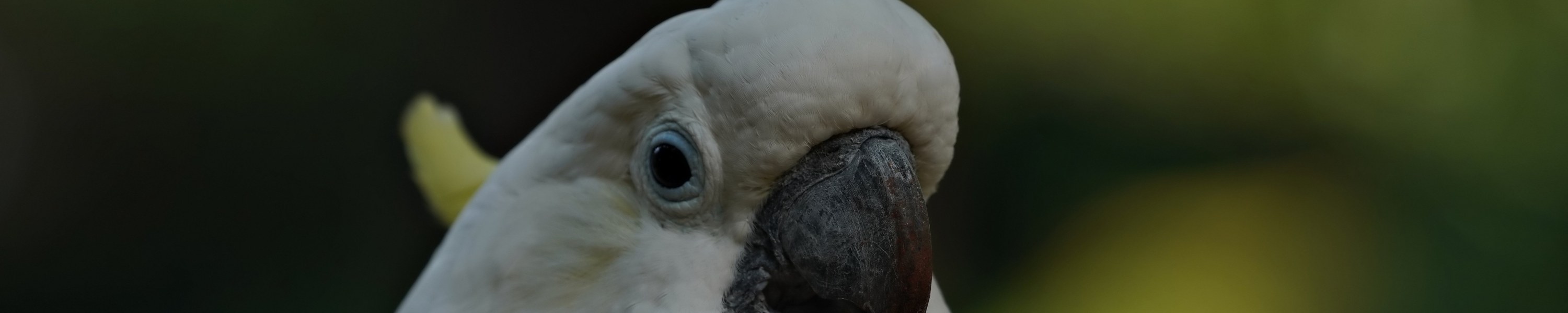 Vogelkunde beim Tierarzt: Was kosten Untersuchung & Behandlung?