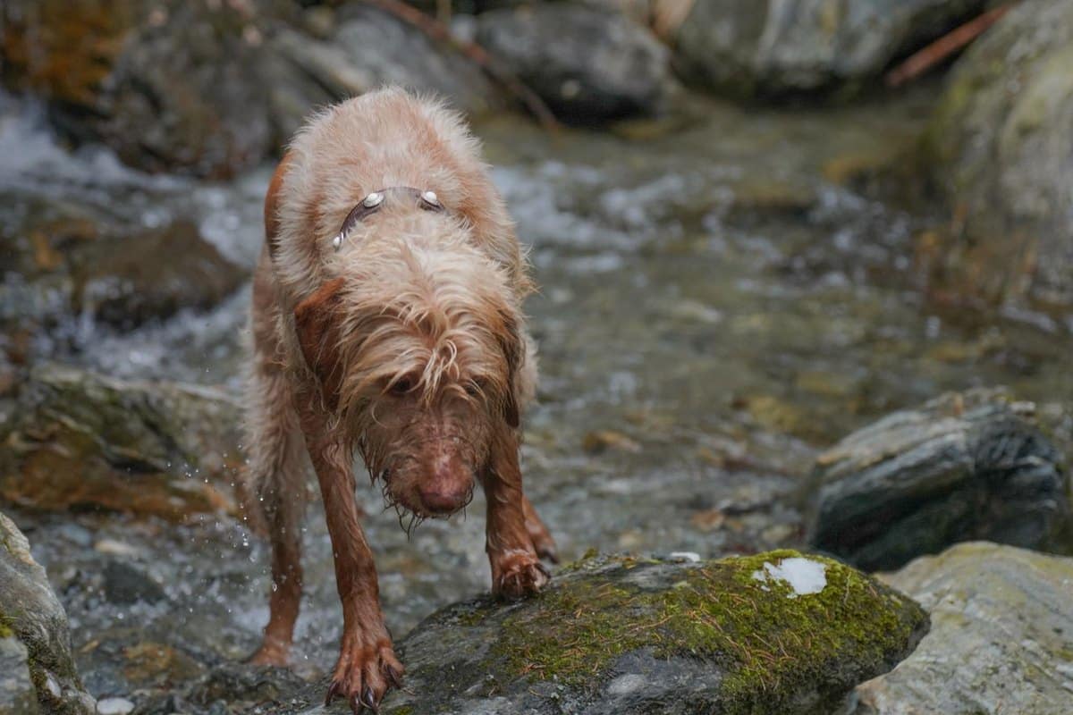 Wandern mit Hund: Ausrüstung, Touren und Sicherheit – go4vet