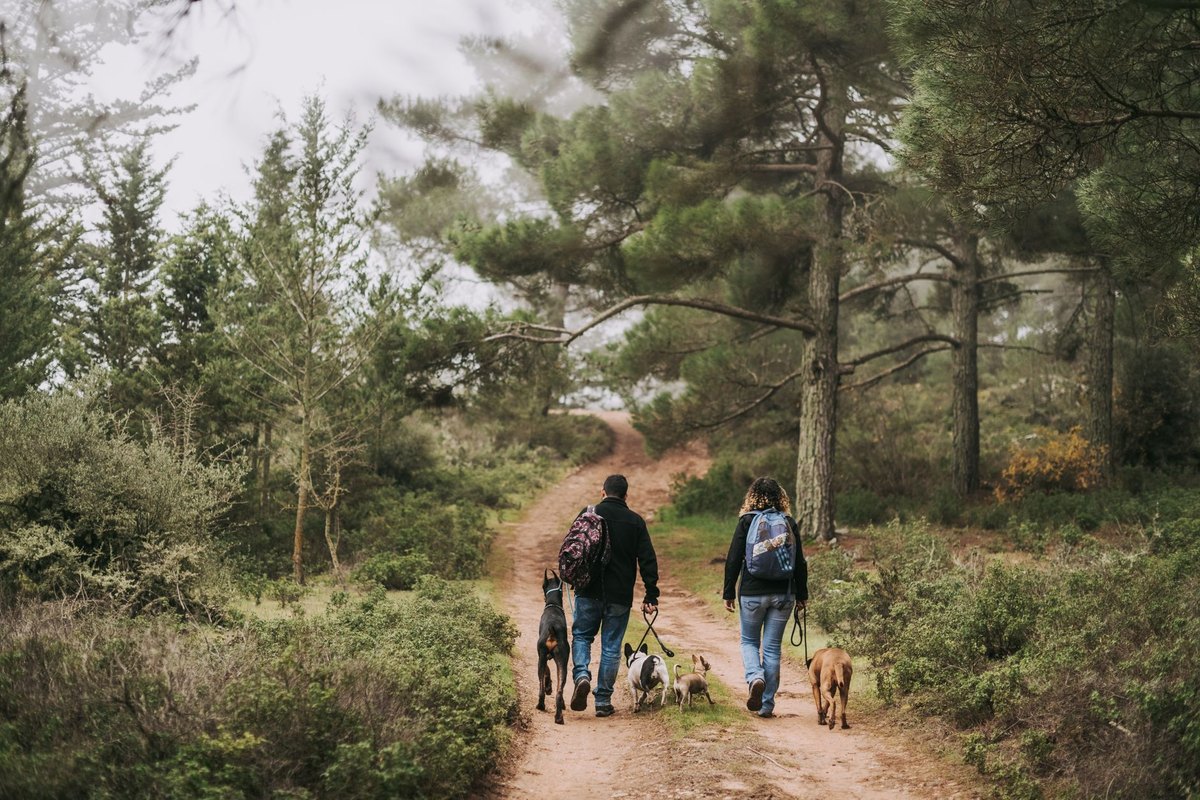Wandern mit Hund: Ausrüstung, Touren und Sicherheit – go4vet