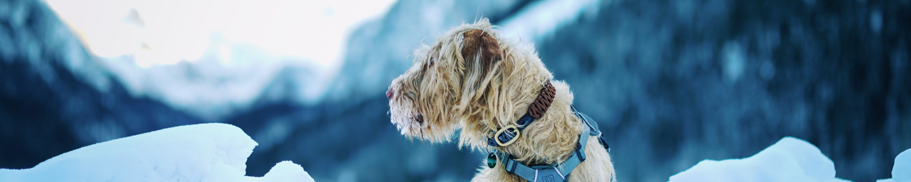 Wandern mit Hund: Ausrüstung, Touren und Sicherheit