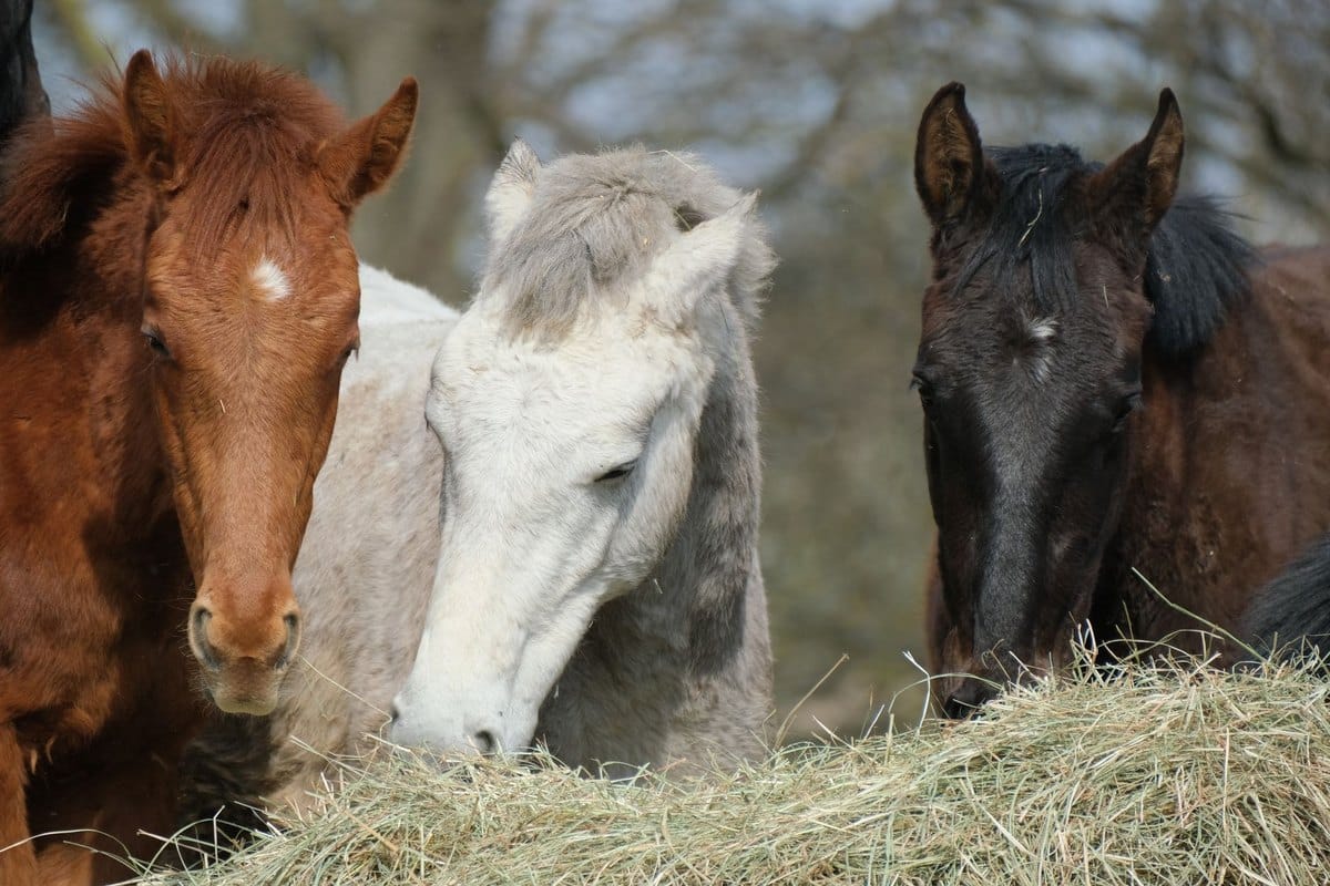 wann dein pferd kein zusatzfutter braucht: ehrliche beratung – go4vet
