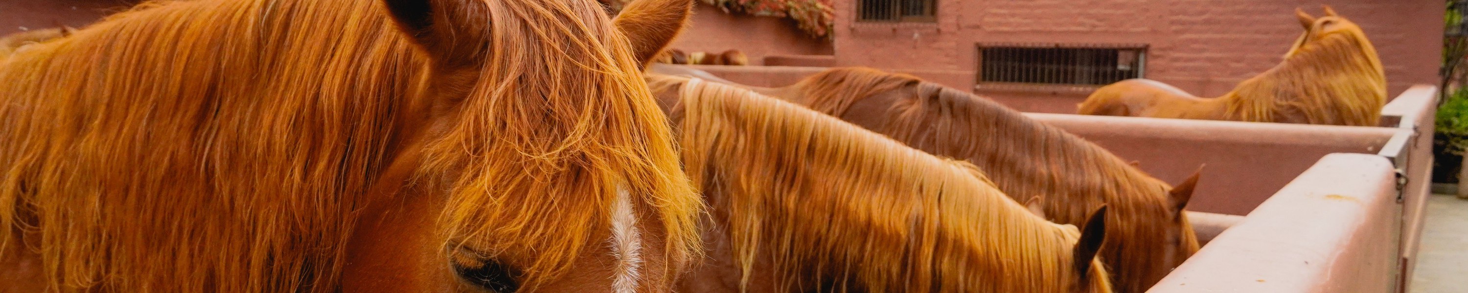 Wann dein Pferd kein Zusatzfutter braucht: Ehrliche Beratung zur Fütterung